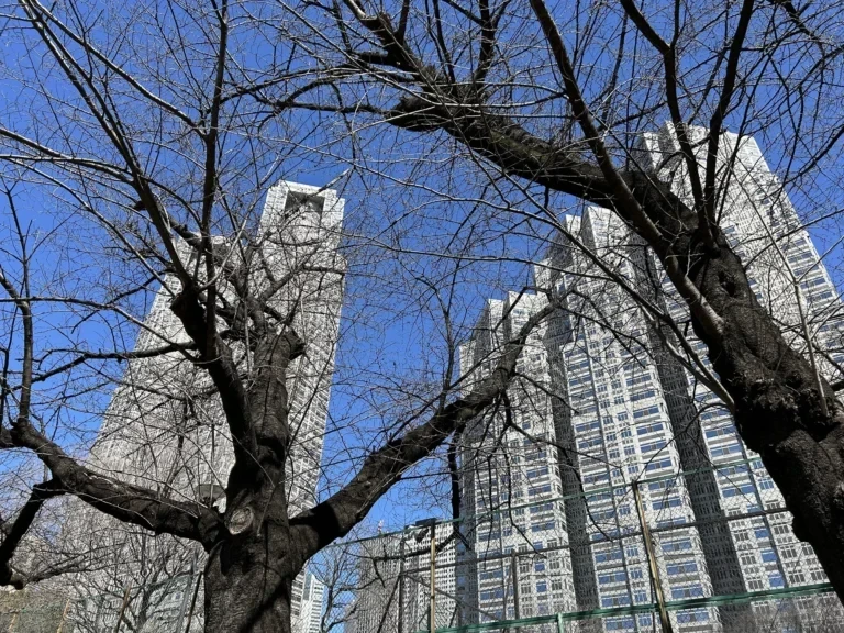 2024/03/21 桜の木