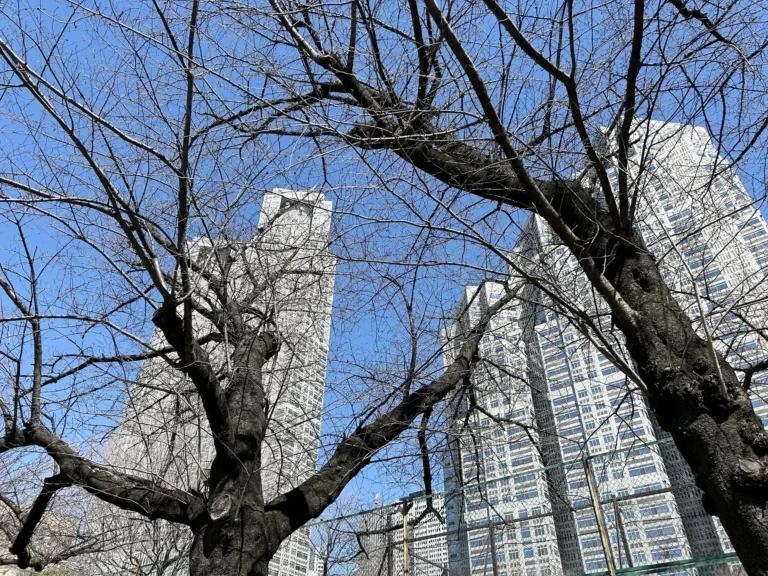 2024/03/22 桜の木