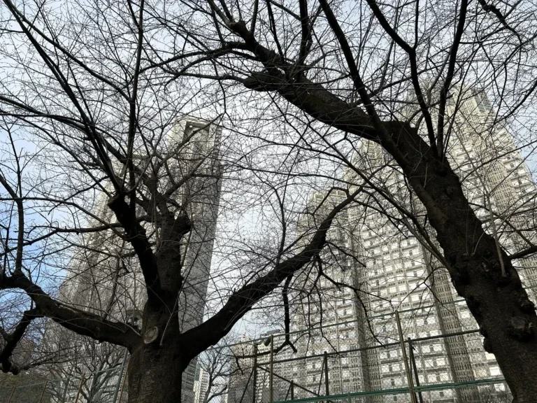 2024/03/23 桜の木