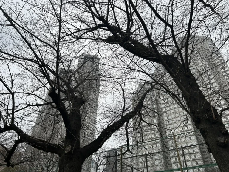 2024/03/24 桜の木