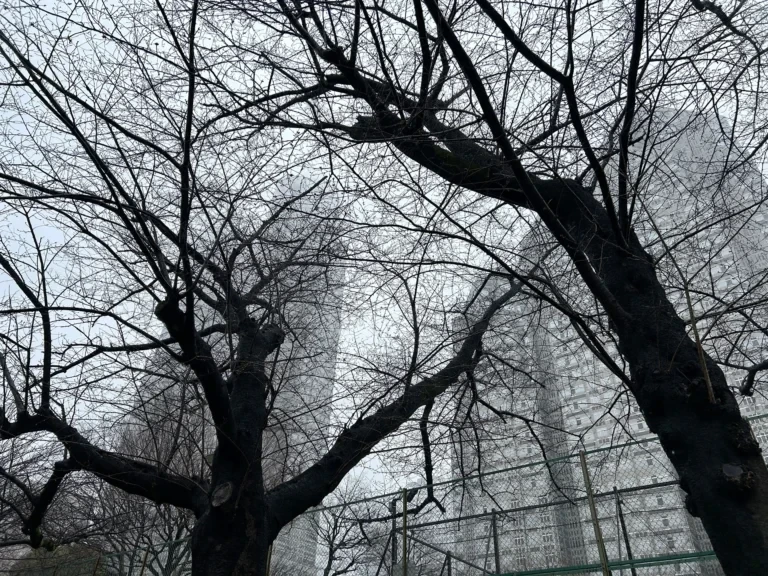 2024/03/25 桜の木