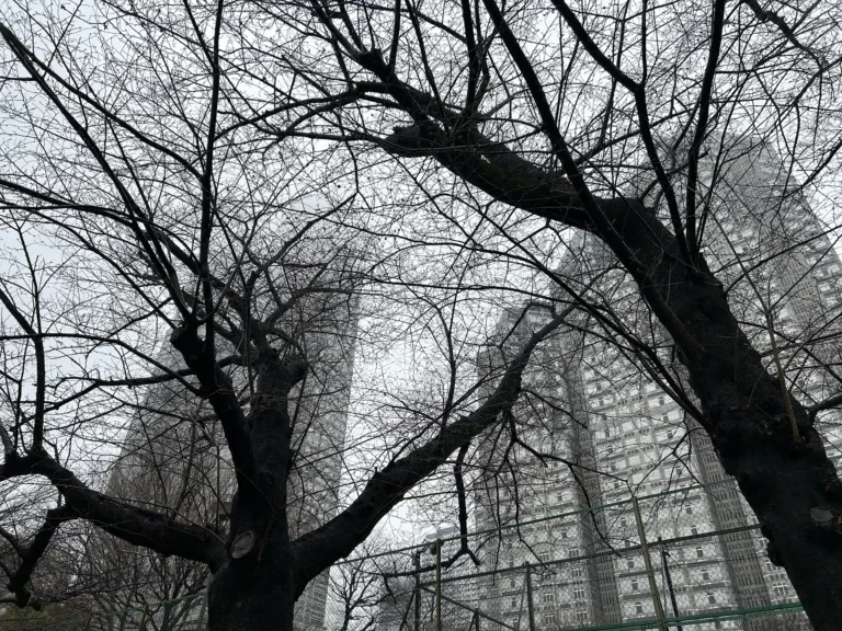 2024/03/26 桜の木