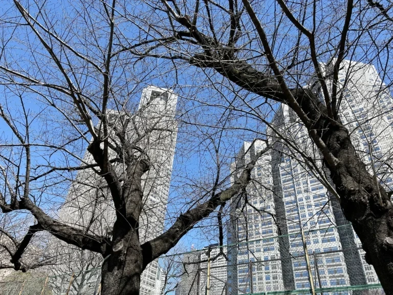 2024/03/27 桜の木