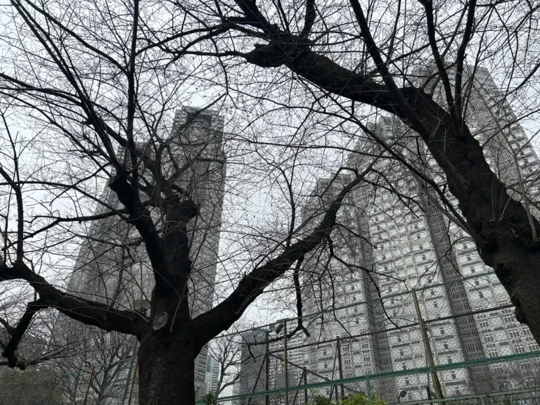 2024/03/28 桜の木