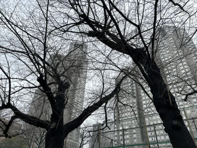 2024/03/29 桜の木