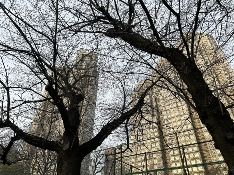 2024/03/30 桜の木