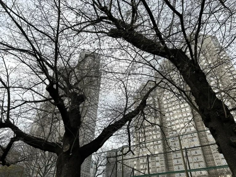 2024/03/31 桜の木