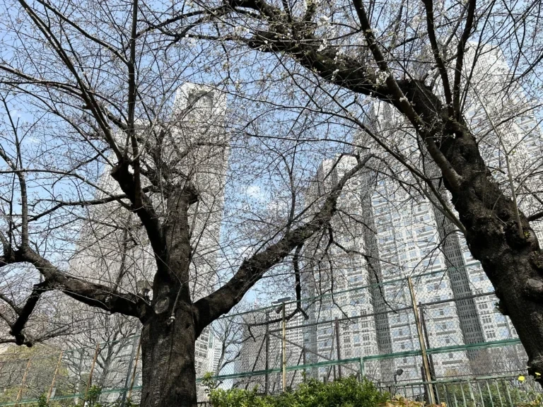 2024/04/01 桜の木