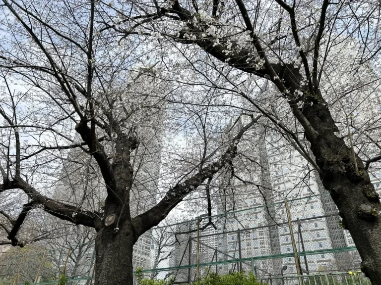 2024/04/02 桜の木