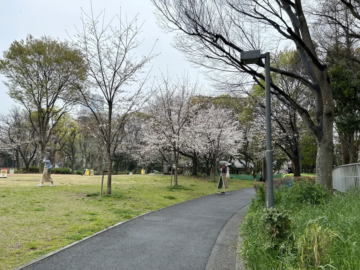 2024/04/03 桜の様子