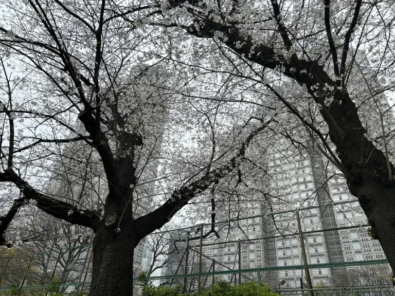 2024/04/03 桜の木