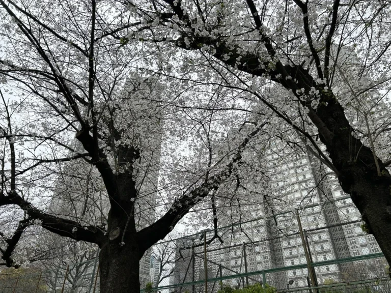 2024/04/04 桜の木