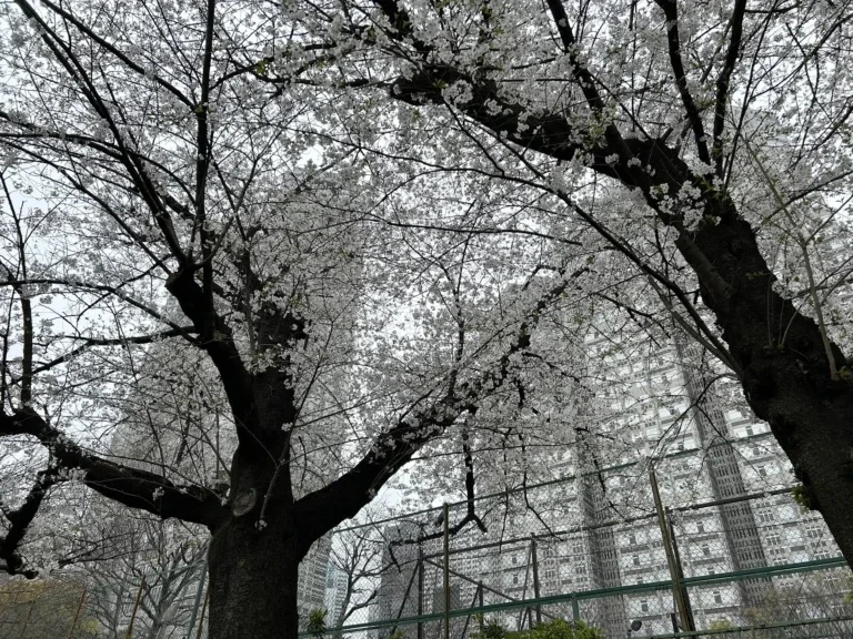 2024/04/05 桜の木