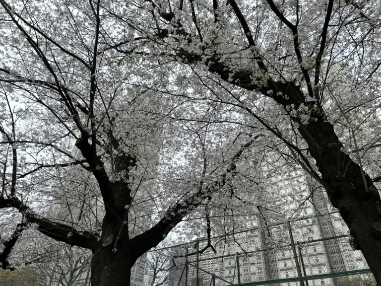 2024/04/06 桜の木