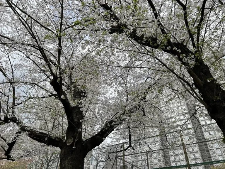 2024/04/08 桜の木