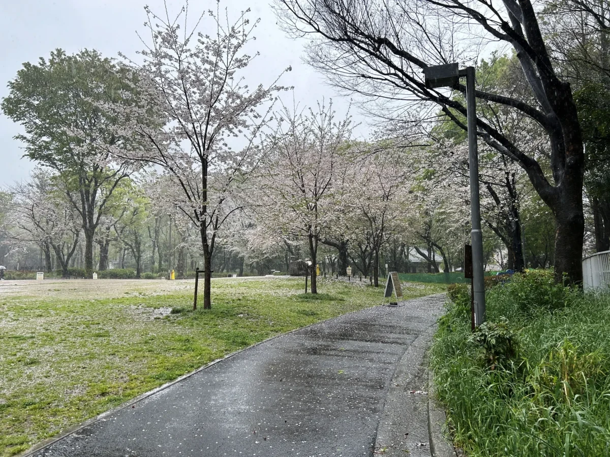 2024/04/09 桜の様子