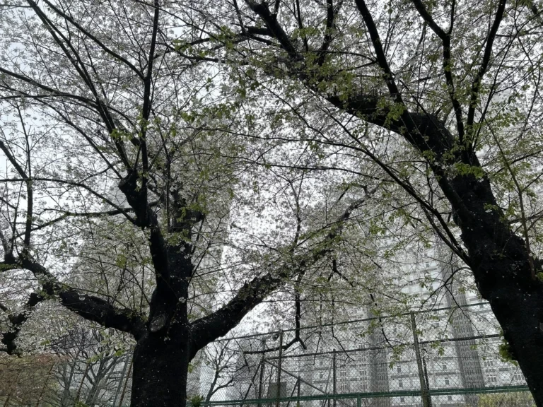 2024/04/09 桜の木