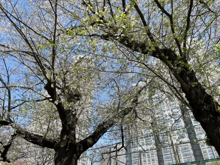 2024/04/10 桜の木