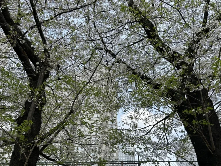 2024/04/11 桜の木