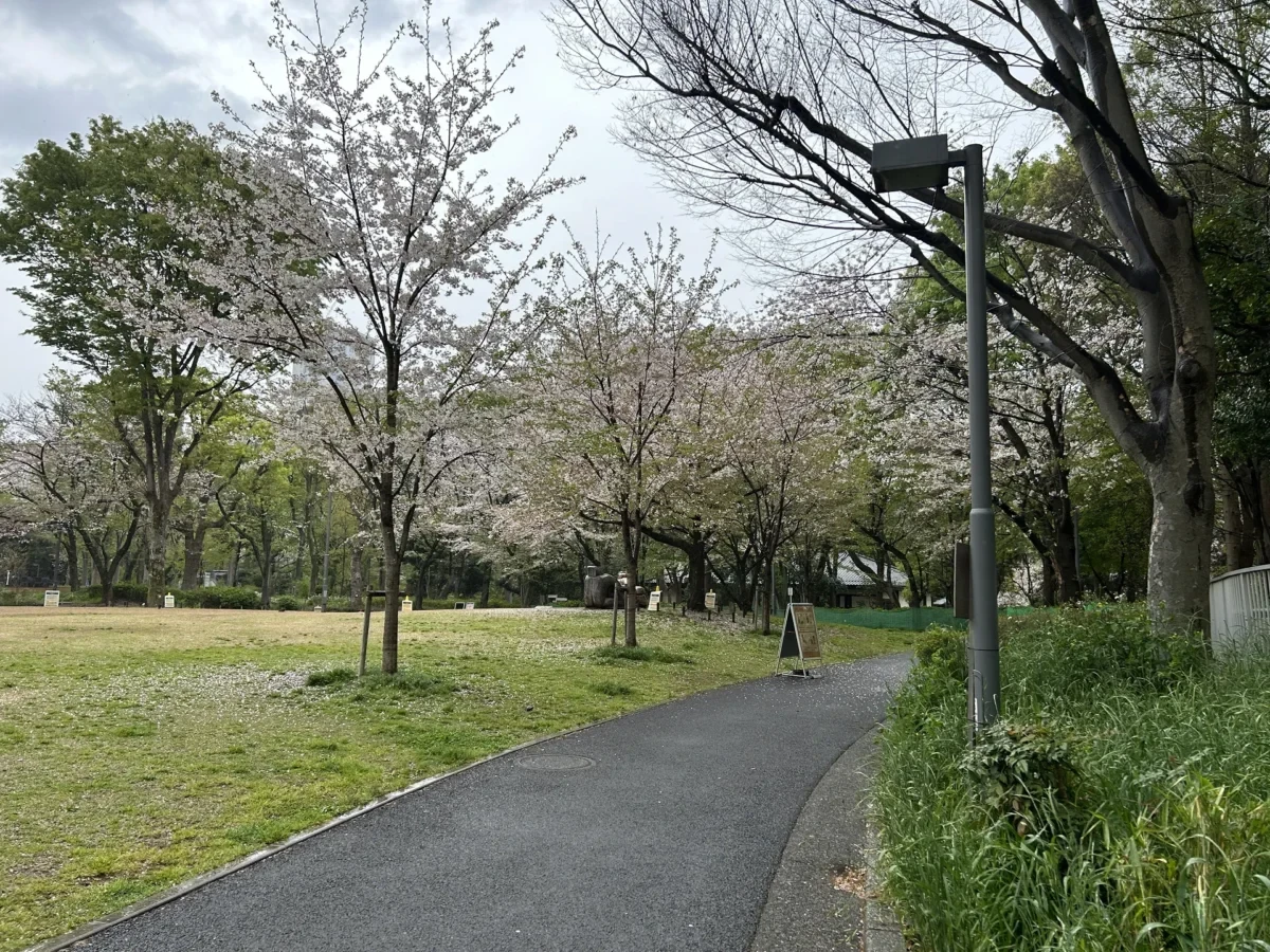 2024/04/12 桜の様子