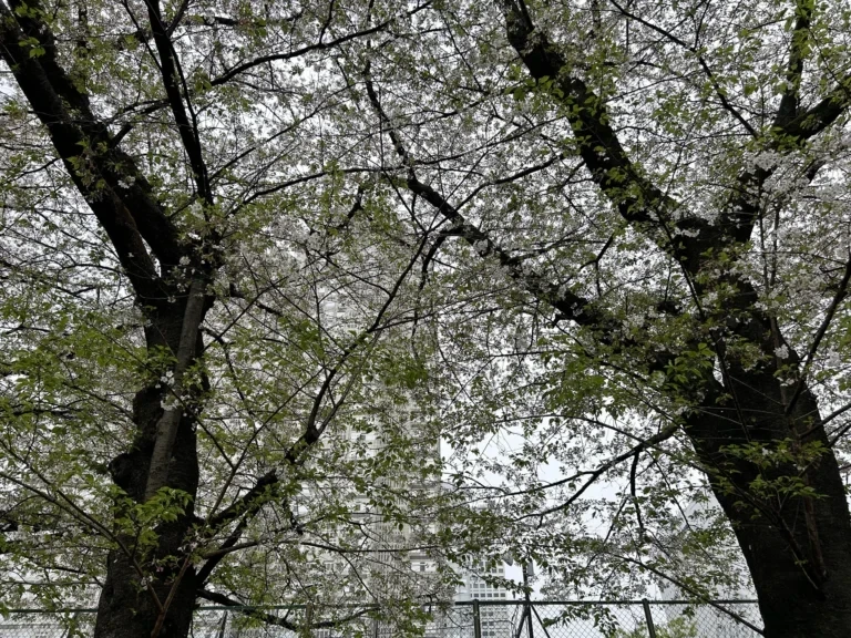 2024/04/12 桜の木