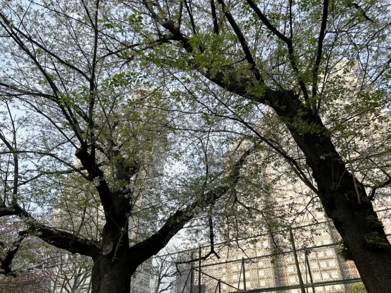 2024/04/13 桜の木