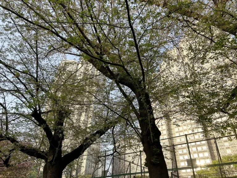 2024/04/14 桜の木