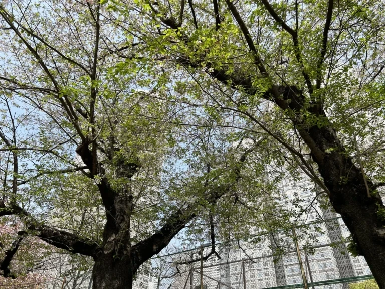 2024/04/15 桜の木