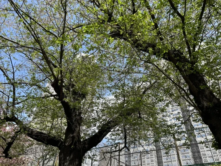 2024/04/16 桜の木