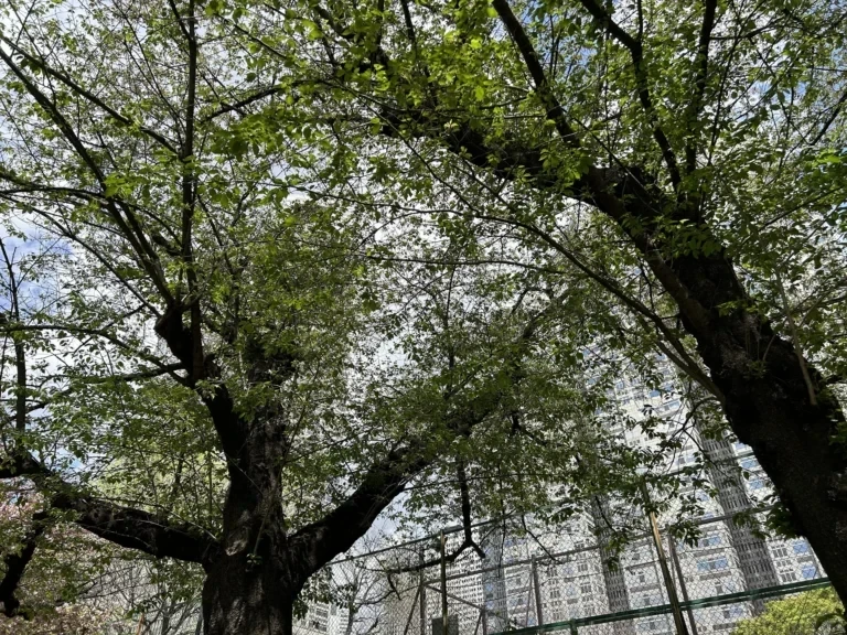 2024/04/17 桜の木