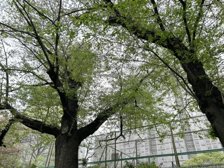 2024/04/18 桜の木