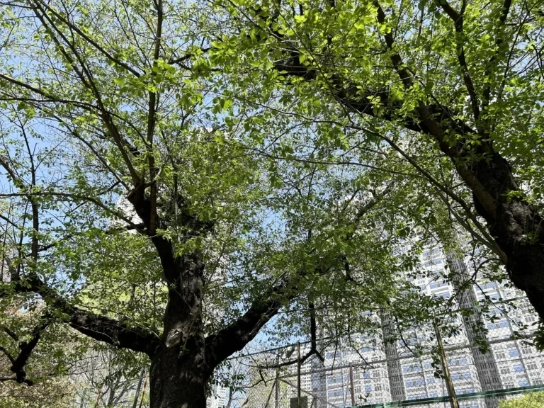 2024/04/19 桜の木